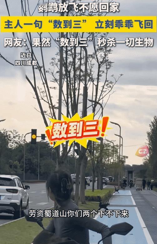 “笑不活了！”四川成都，女子喊两只放飞鹦鹉回家，鹦鹉不听。突然，女子对两只鹦鹉说