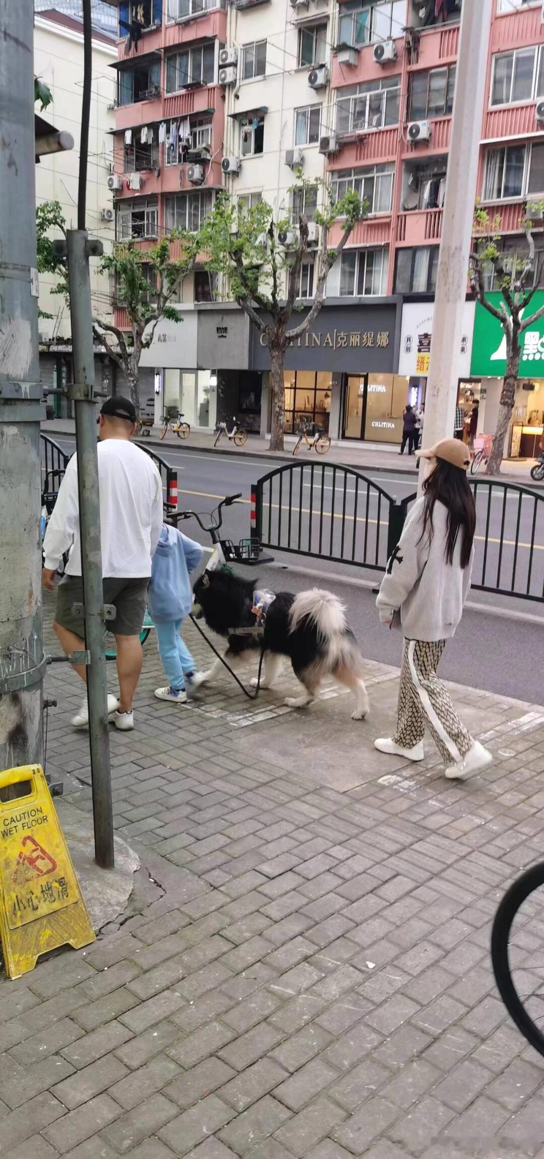 #Angelababy带小海绵遛狗# Angelababy带小海绵遛狗 #偶遇A