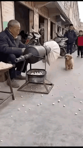 小狗好奇围观大爷爆米花机！
结果被崩的原地起飞[笑哭]