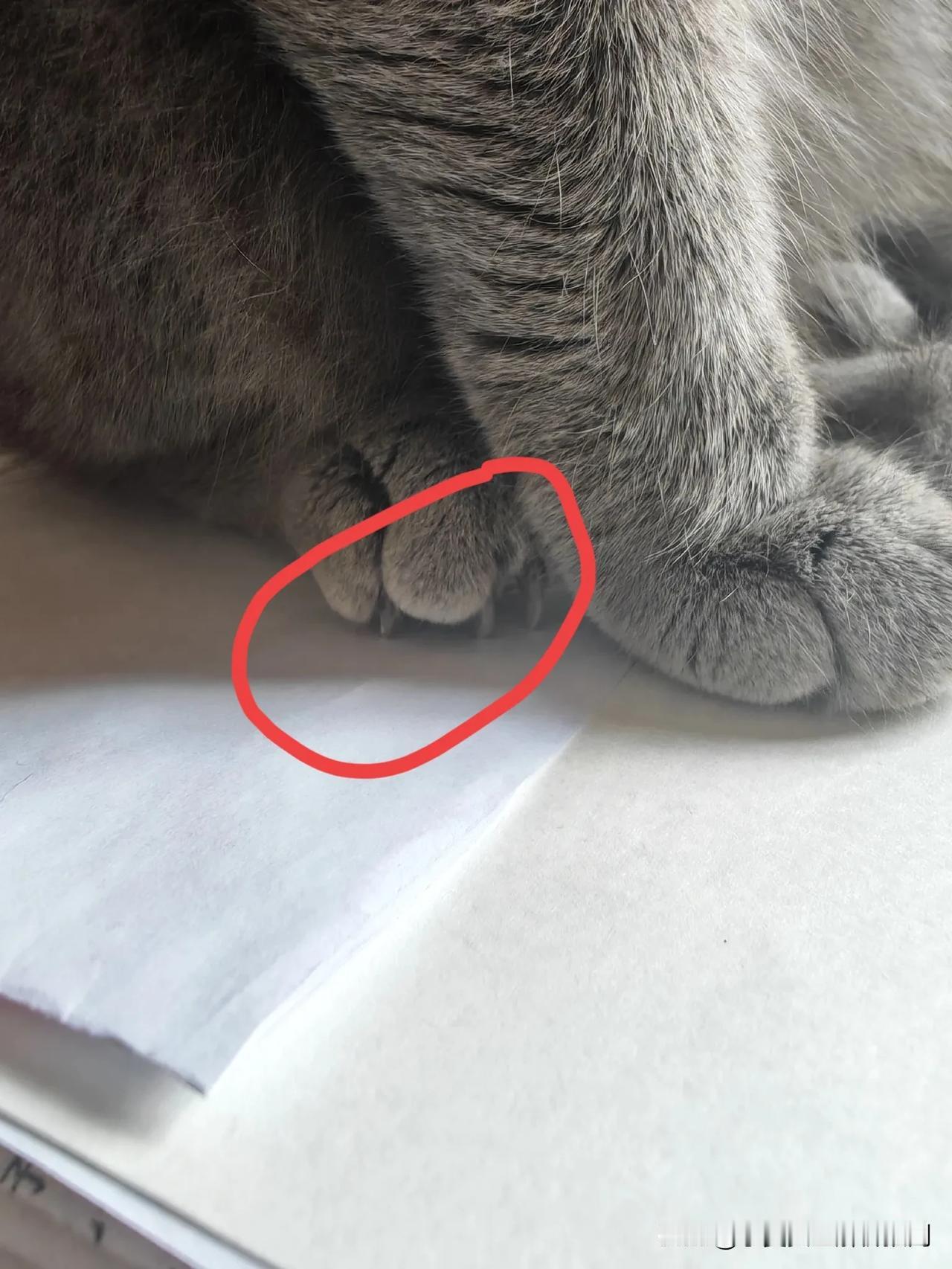猫的爪子真的很有力量，你看它站着的时候，后爪都是嵌入纸张的。猫要真的抓人的话，那