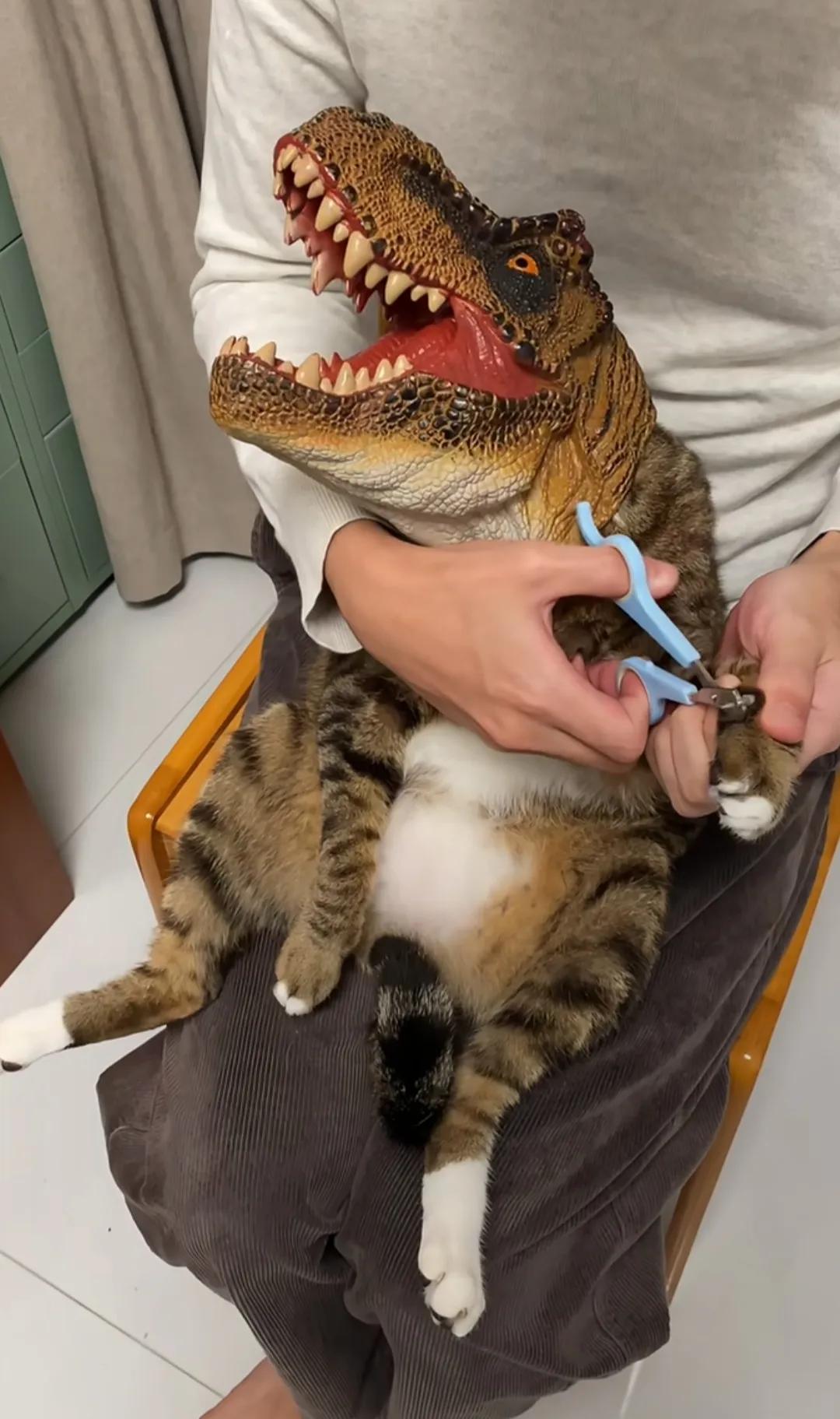 还好是给恐龙剪指甲，要是猫早被咬了！[笑哭]