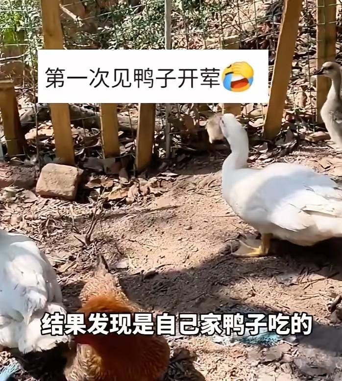 福建厦门，女子养了47只小鸡icon，几天后只剩6只，尸体都没有找到。她一直以为