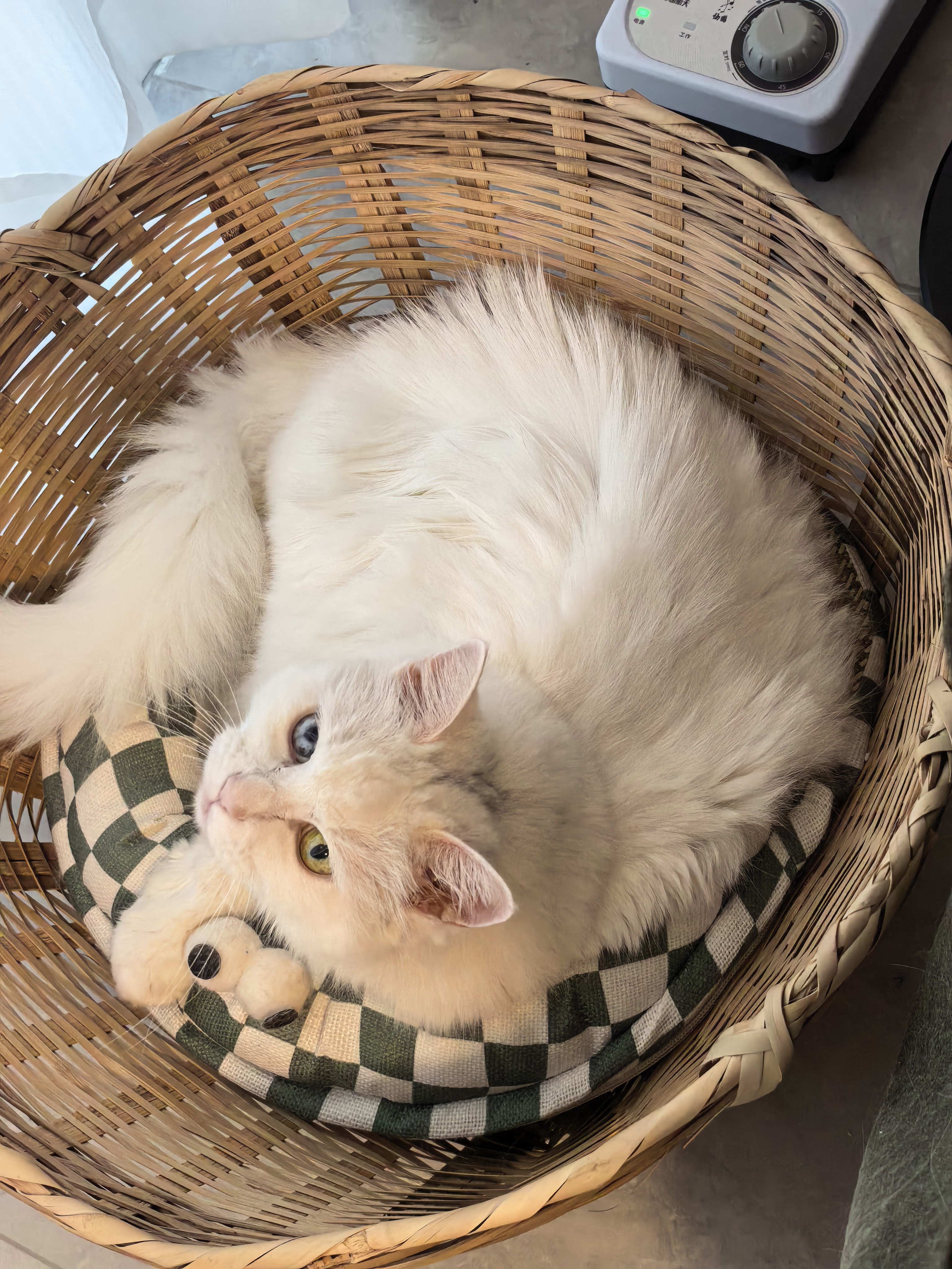 把脏兮兮的小猫搓了一下，还狠狠把它打结的毛毛都梳开了，小猫气到不想理我。喊了半天