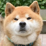 龙林说事