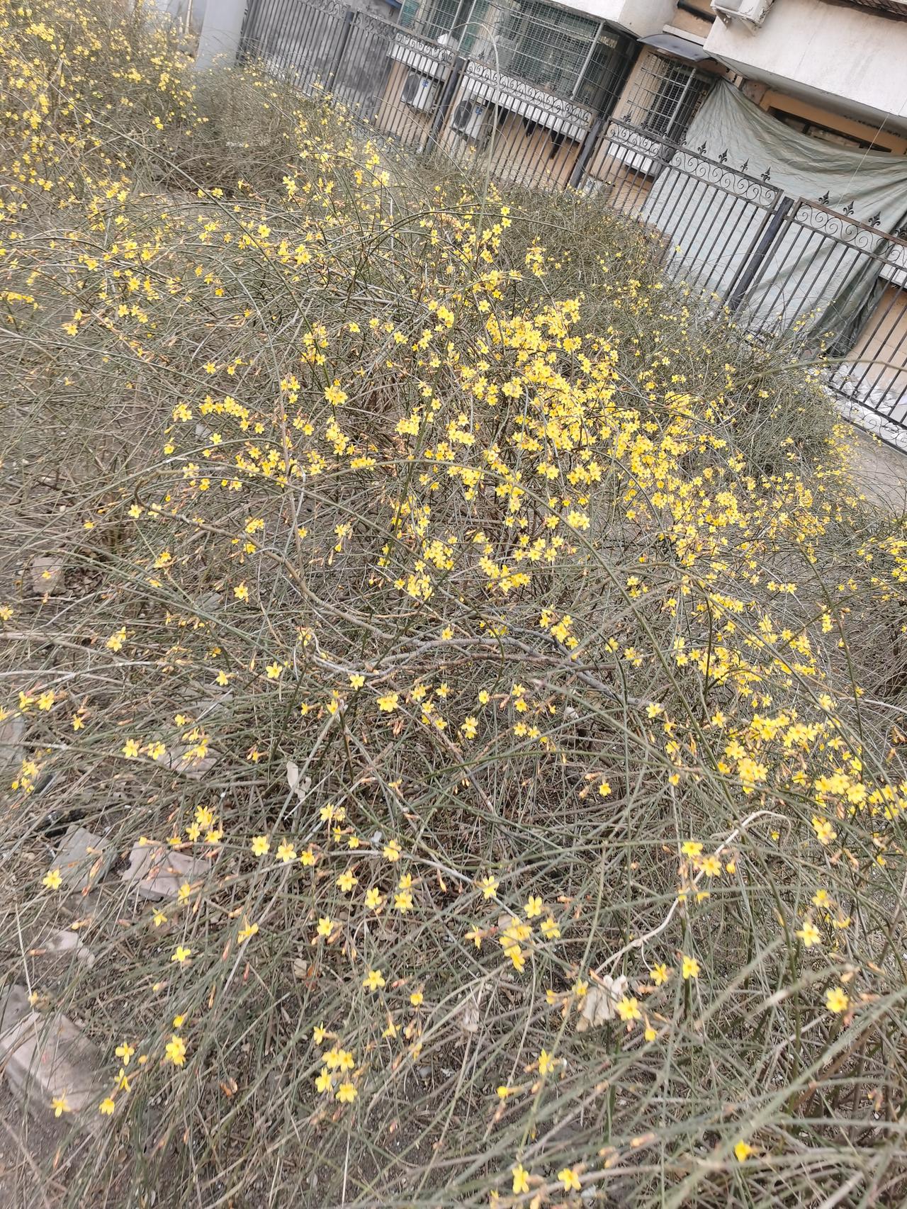 春日生活打卡季 一丛黄色的小花在墙边盛开。