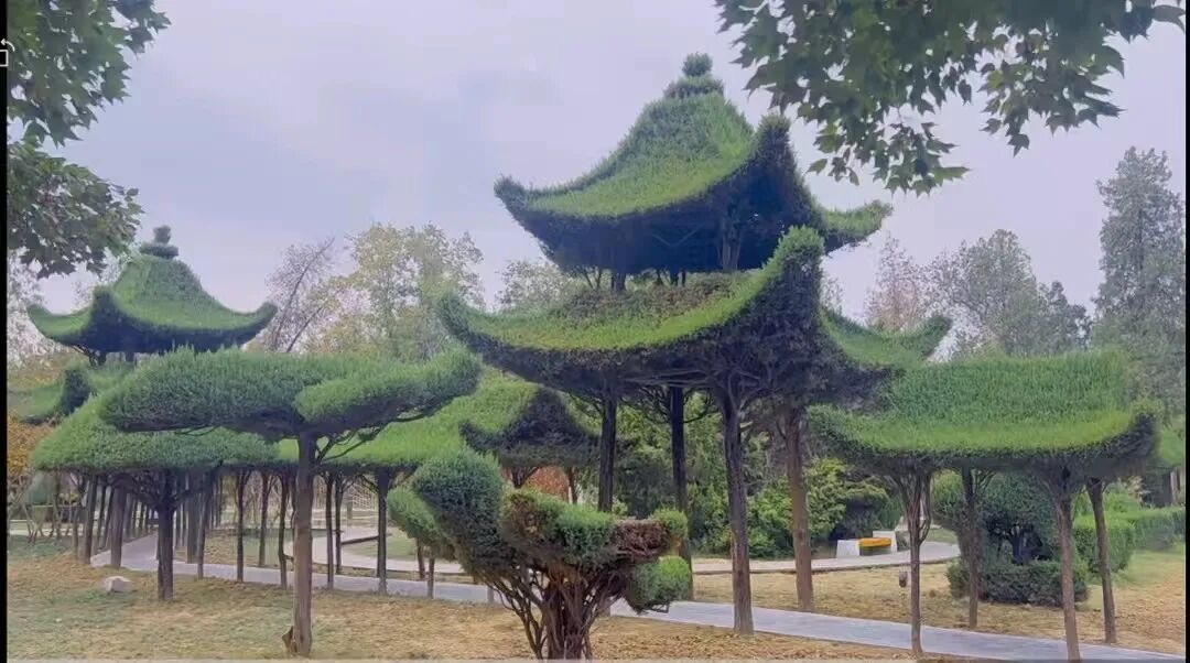 近看是亭子，近看是四棵树长成了亭子，好酷啊上网查资料才知道这是河南的太昊陵树亭，