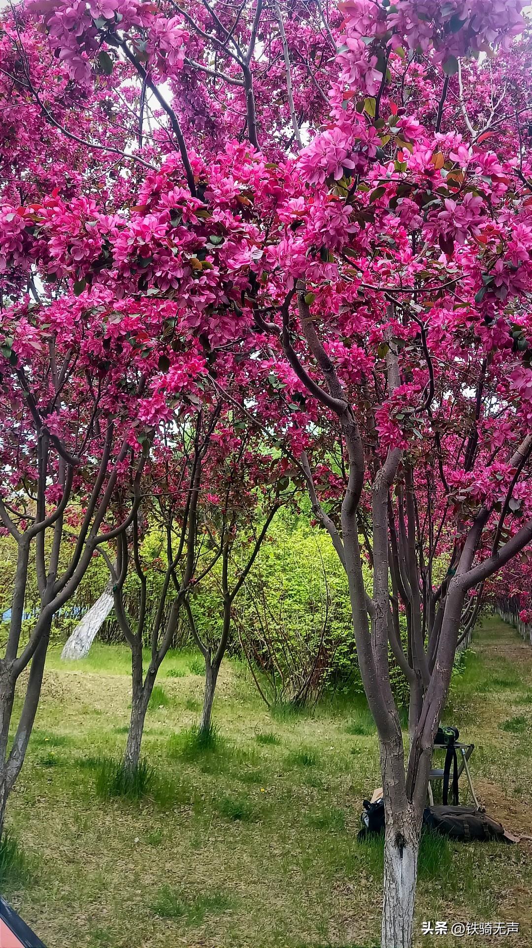我们长春：到处都可以看到樱花，还有专门的樱花岛，樱花大道……
由于气候的原因，樱