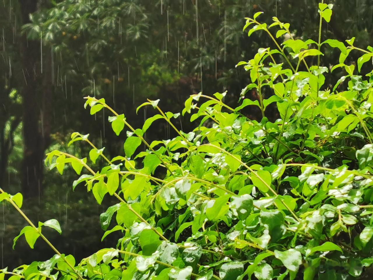 #一句话形容夏日生活#夏天的雨
**夏雨之韵**夏日炎炎，阳光如火，大地如炉，万