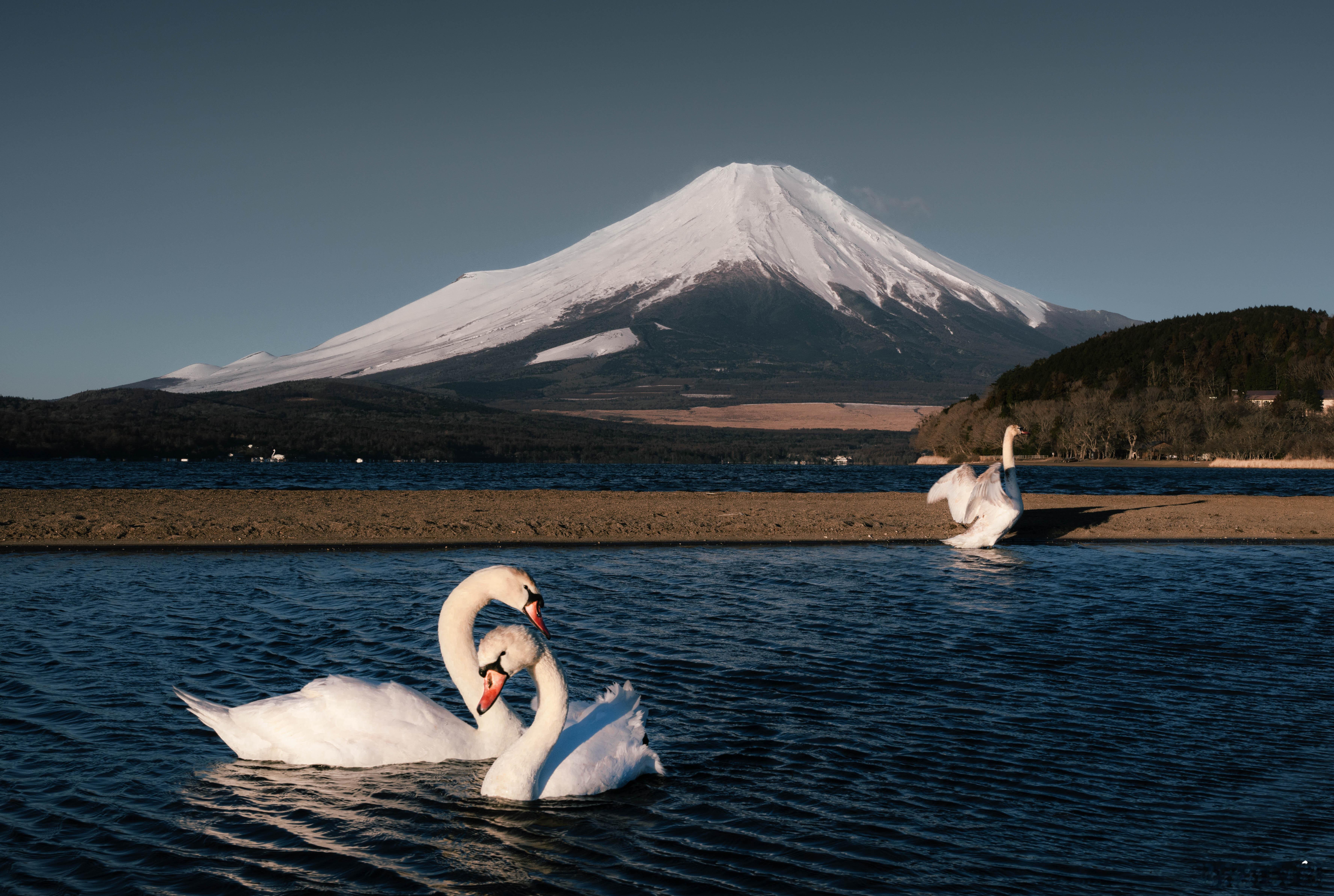 富士山：天鹅湖和流星雨版本优雅的富士山，难忘的星空和安静的湖面。#摄影##旅行#