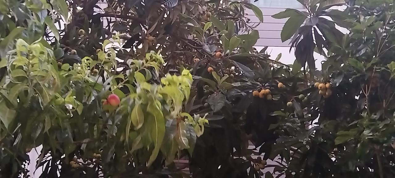 分享一张你最近拍的花