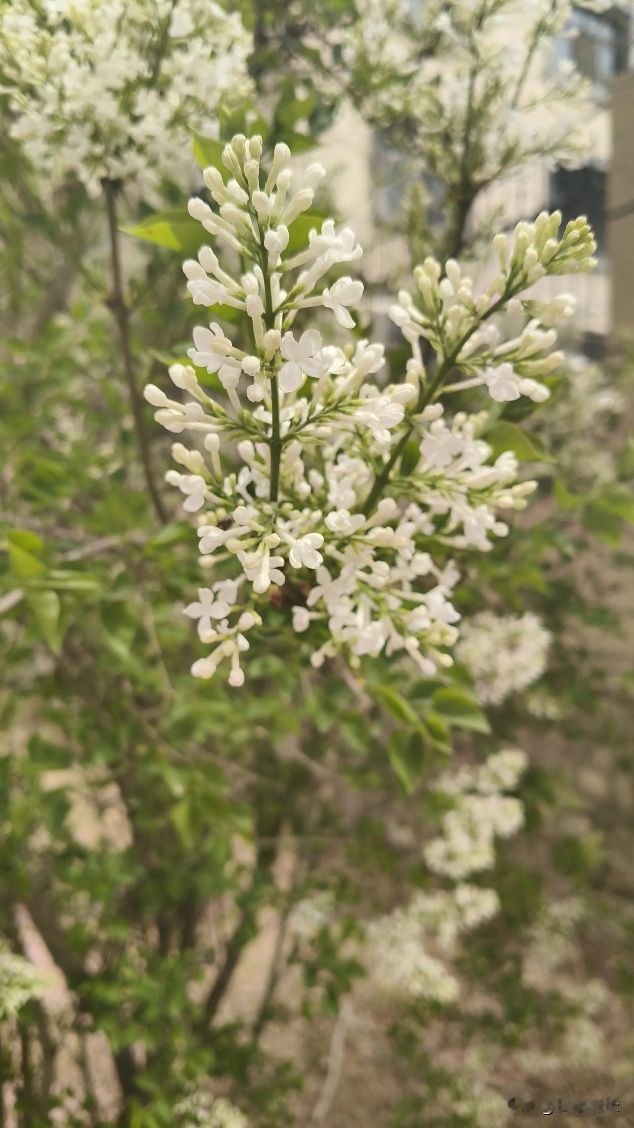 分享一张你的旅行风景照片西宁的市花丁香花开了。