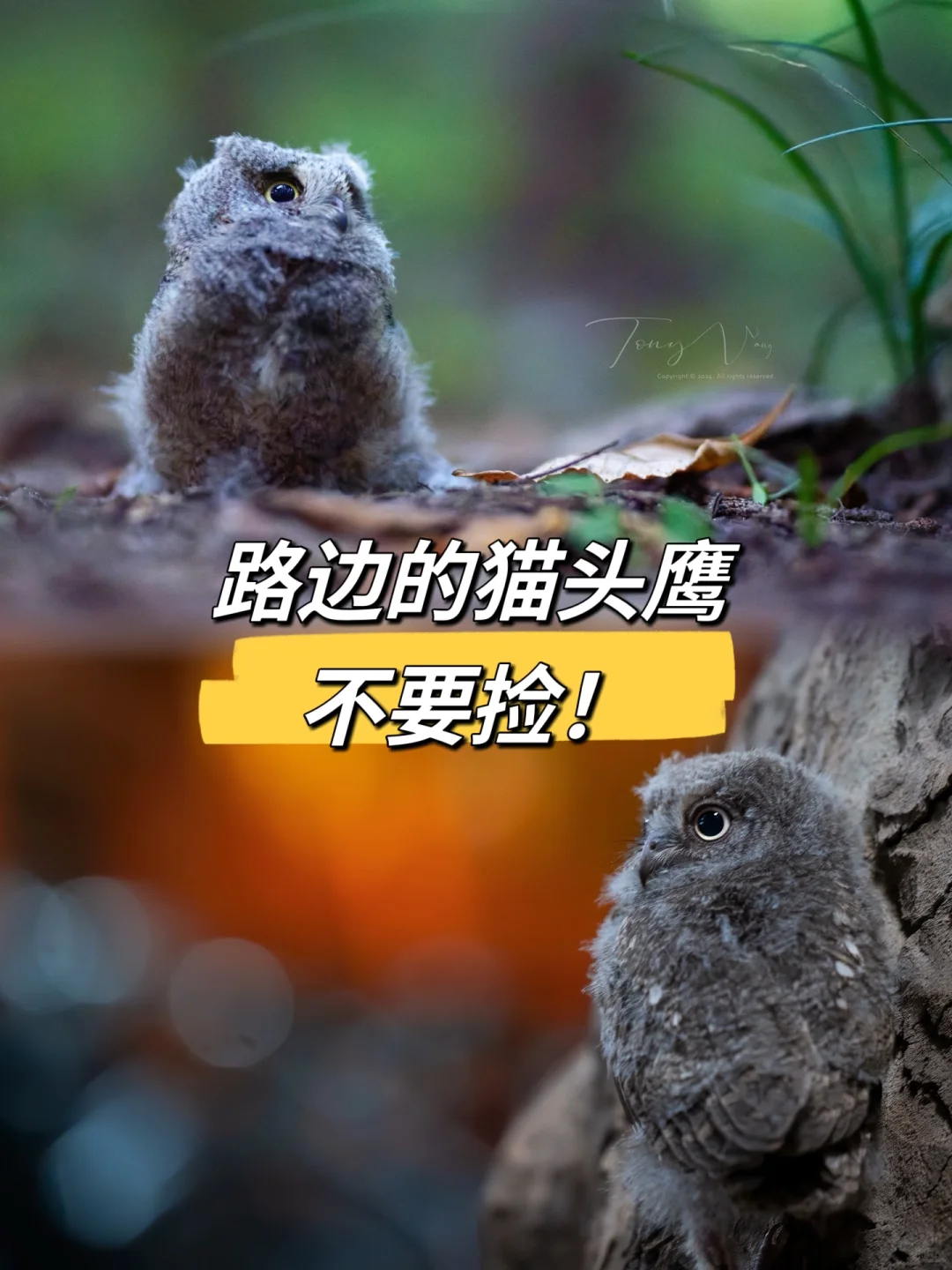 六一儿童节，路边的猫头鹰🦉宝宝不要捡！
