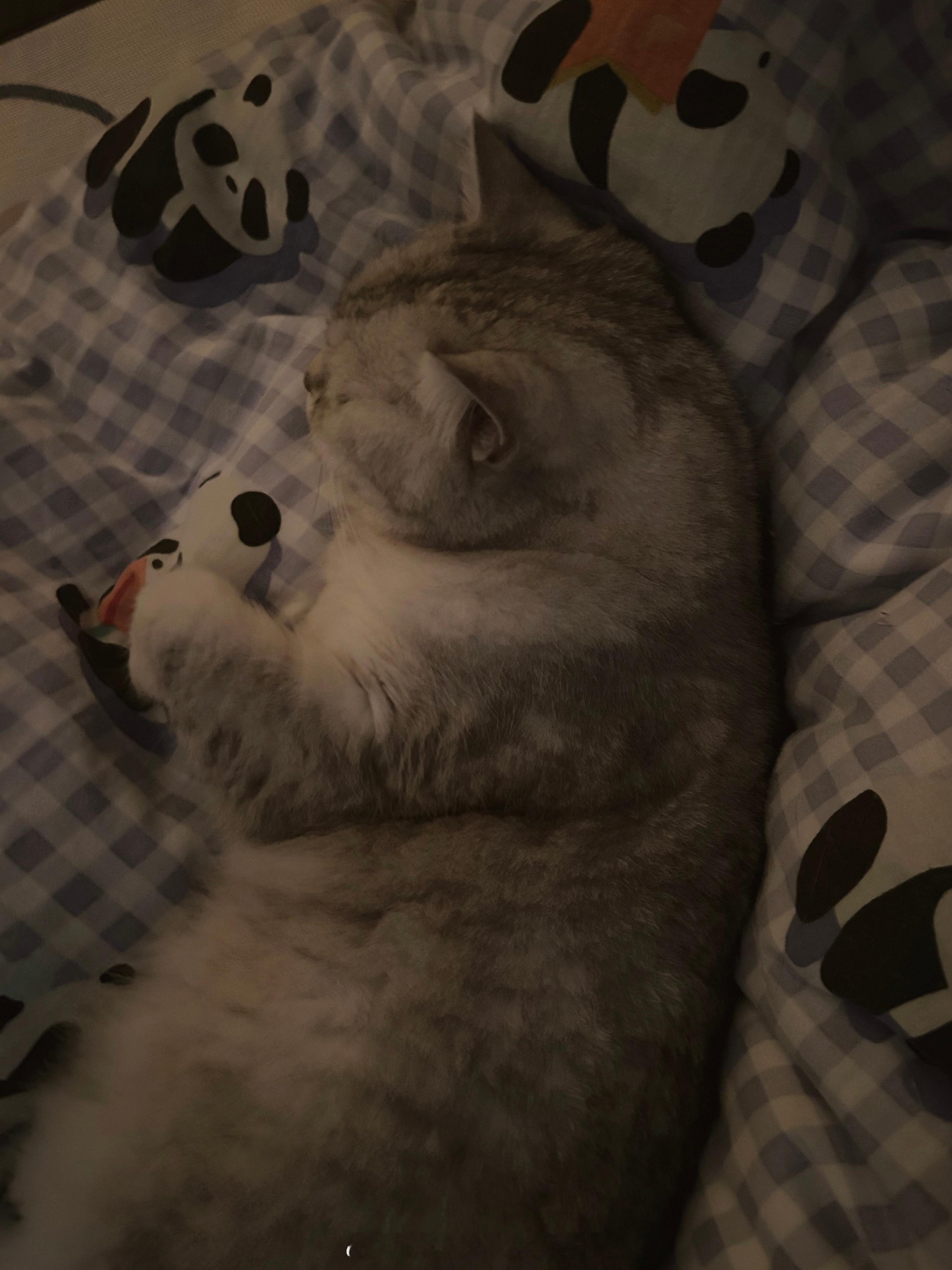 嘎吱窝长这种小猫你几点起床