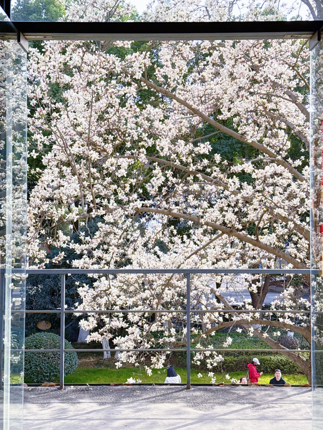 2.22实拍 南京1865玉兰花开啦❗️❗️