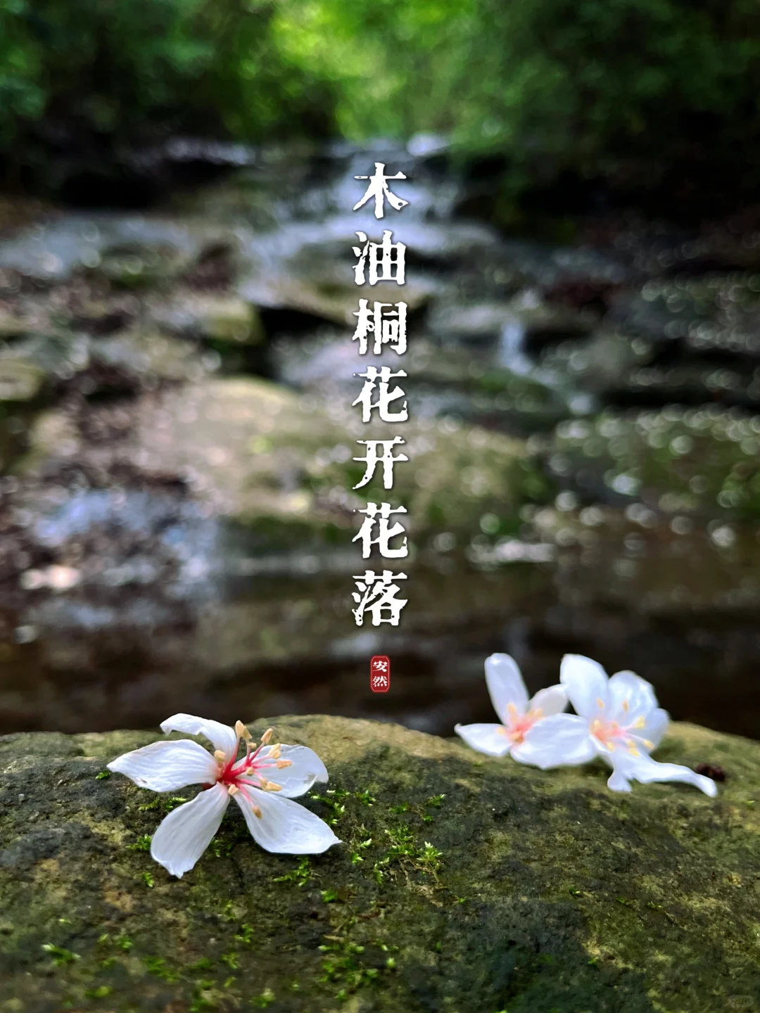 福州植物美图｜“五月雪”木油桐