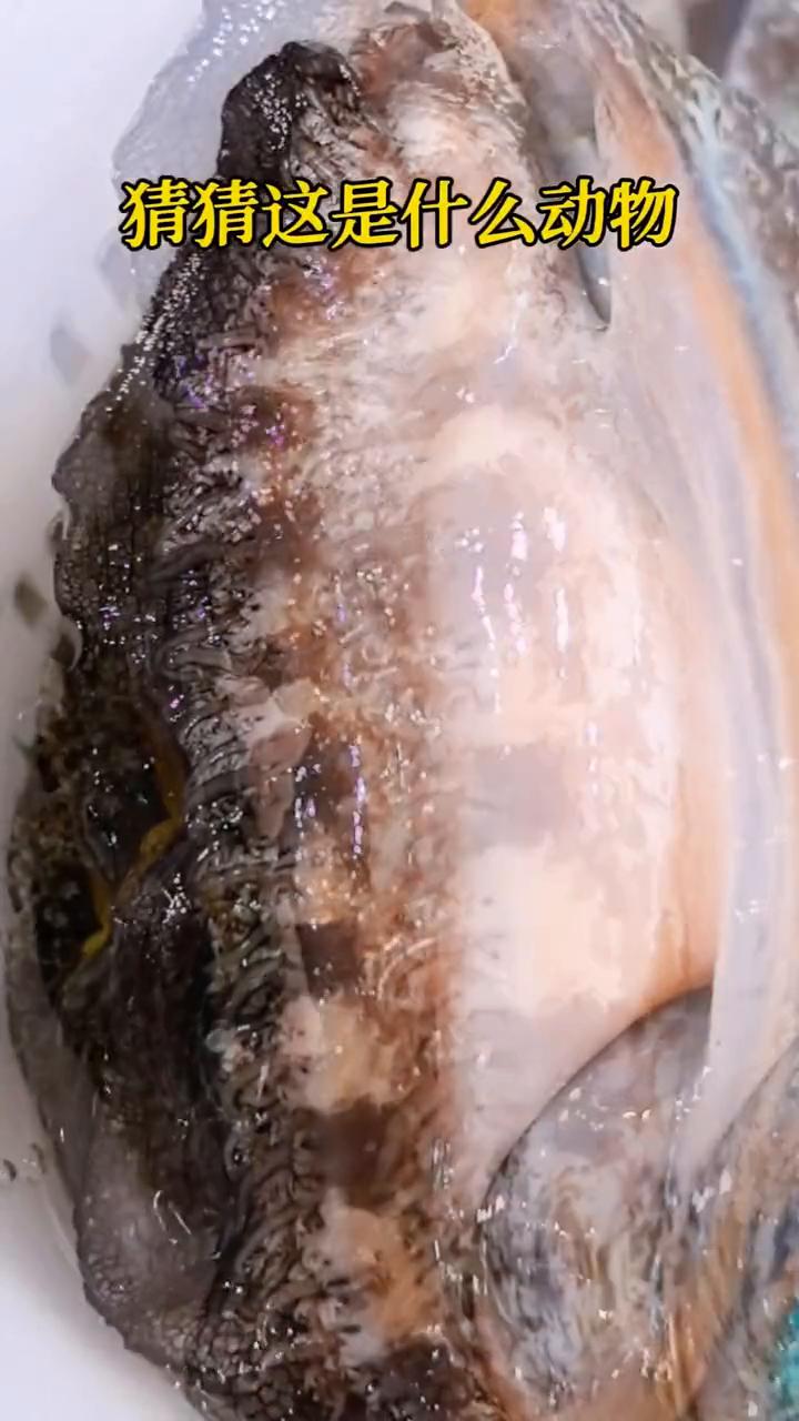 猜猜这是什么动物？