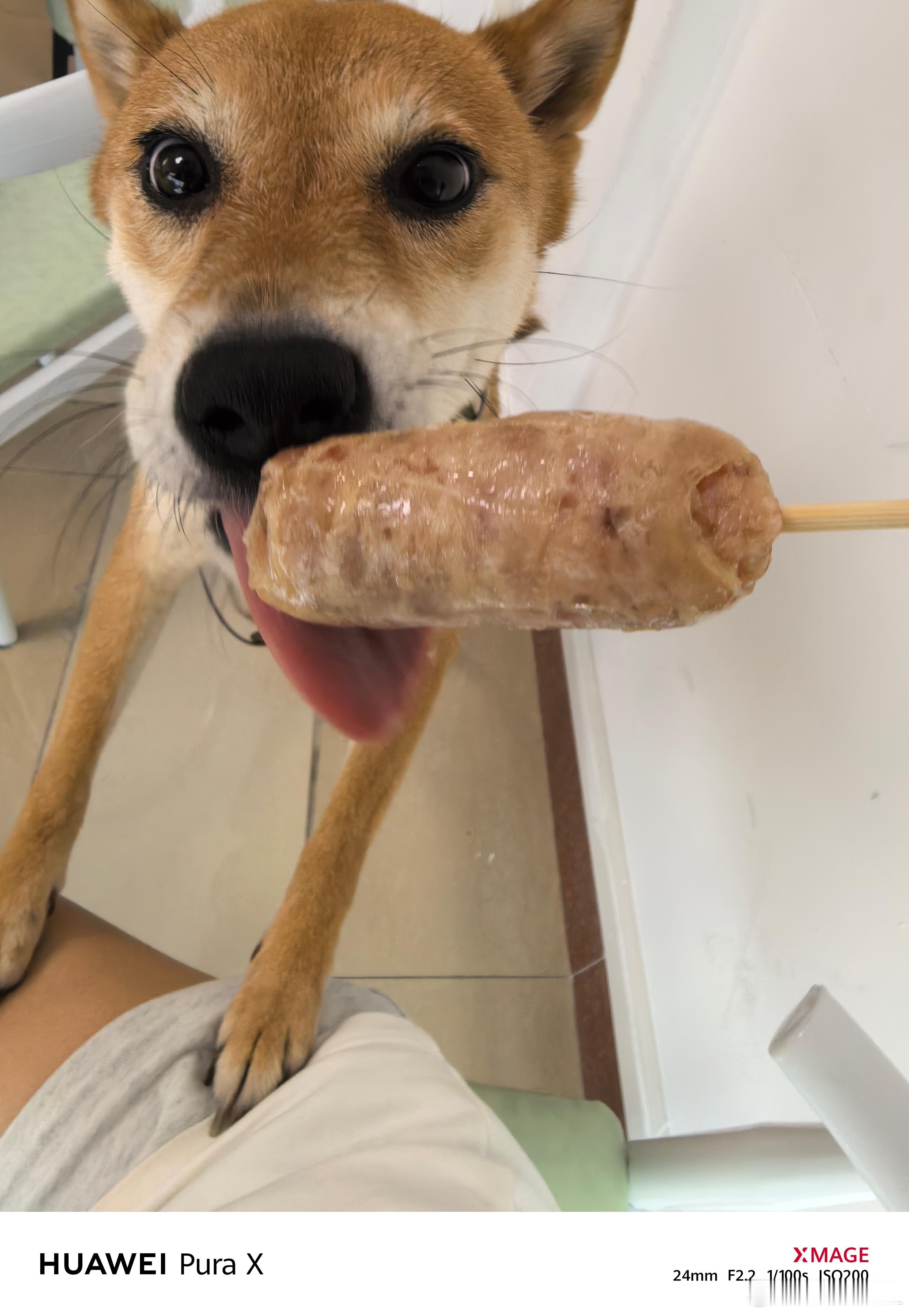 遛个狗，一不小心走进了豆花糖水店。总不能让我一个人胖吧？嗯，那就给狗子也来一根吧