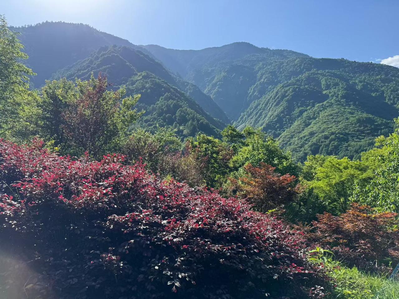 旅行随手拍奔赴山林，仰望层叠青山，吹一吹山间清风，再看一看悠闲的大熊猫。夏日所有
