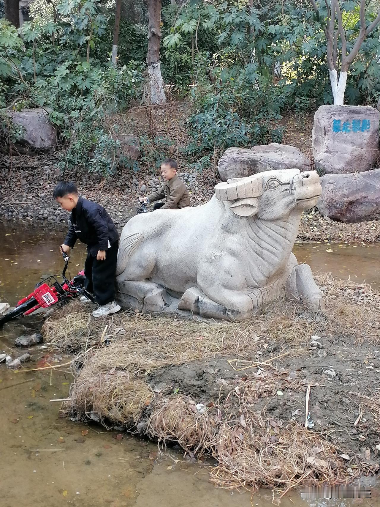 【A股遐想！】这只卧在水草中的牛，看起来比较愤怒和不满呐！尽管有小朋友骑车与他相