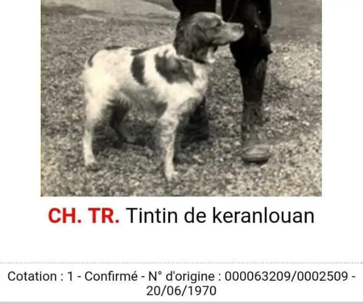 70年代布列塔尼犬指示犬
