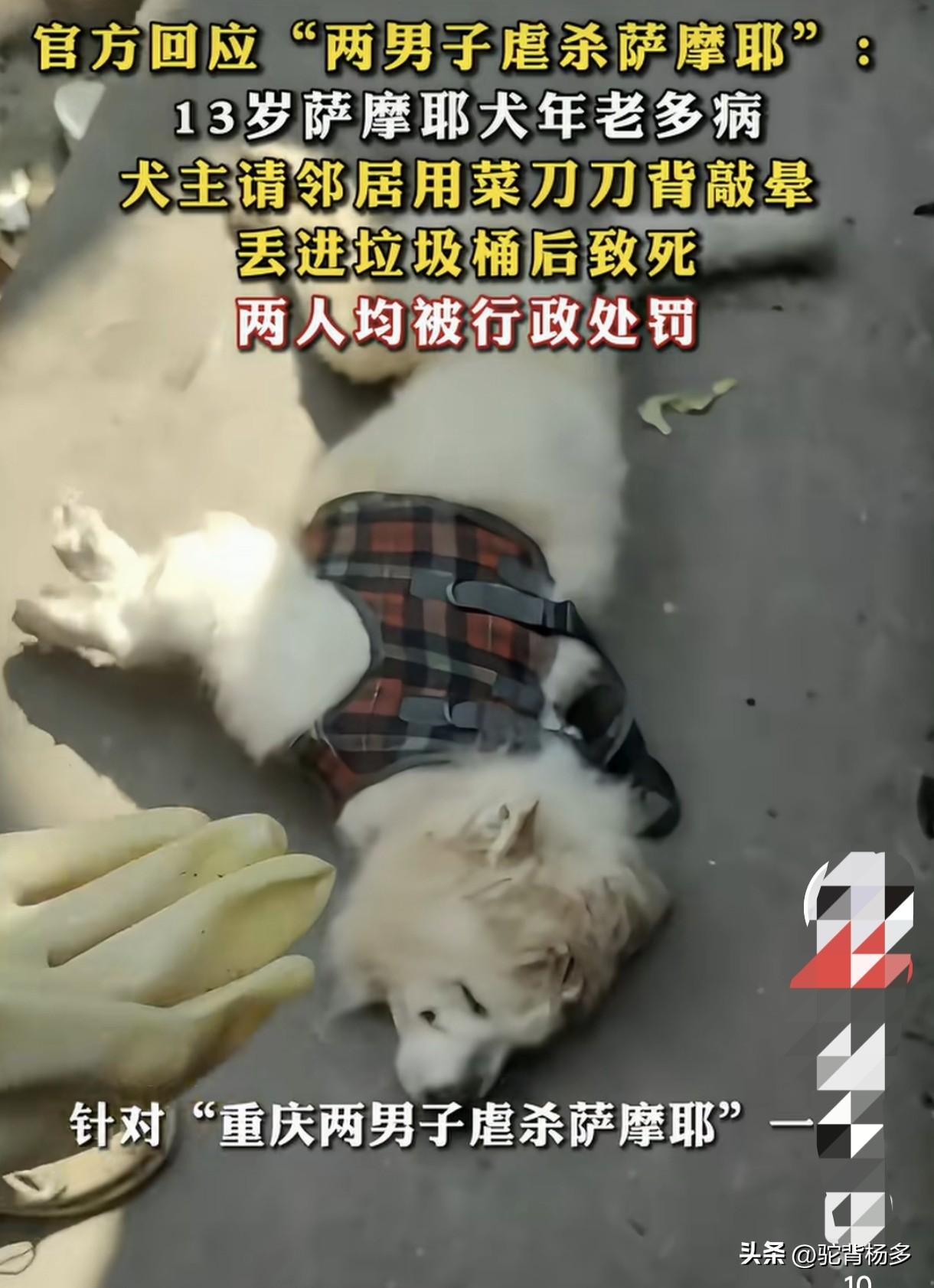 重庆60岁男子和73岁大爷一起用刀背打死摩萨犬遭人愤慨！60岁重庆男子宋某养一只