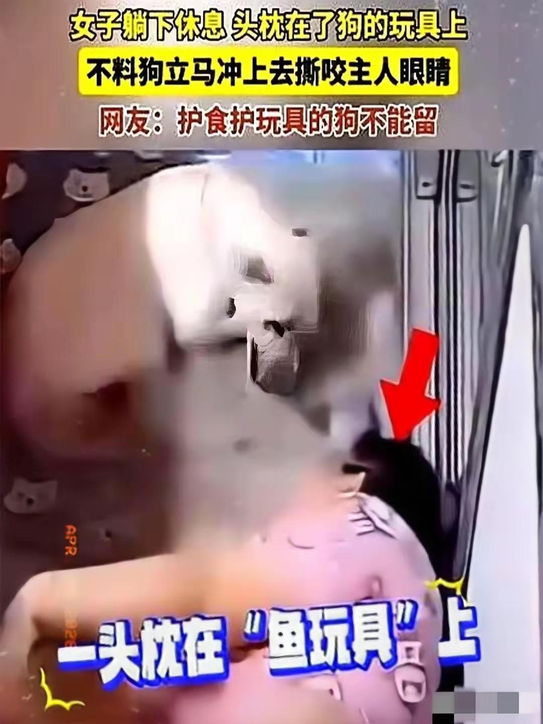 动物永远是动物！2024年媒体报道，黑龙江一女子躺下休息，头枕在了狗的玩具上，没