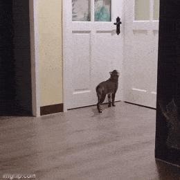 猫猫：好像这门把手拦得住我似的 ​​​