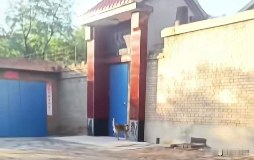 狗狗昨天犯了错，我动手打了它。今天下班回家，它依旧早早等在大门口，摇着尾巴欢快地