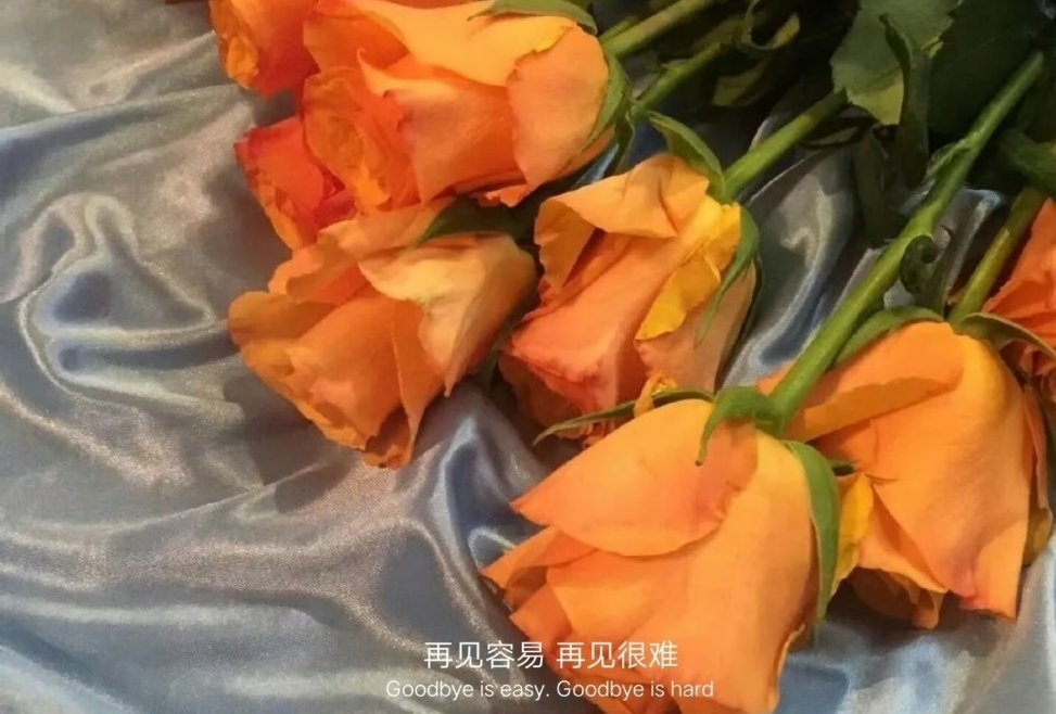 我想了好久好久终于决定放过你也放过我自己至少这段感情我努力过付出过我也不后悔了坦