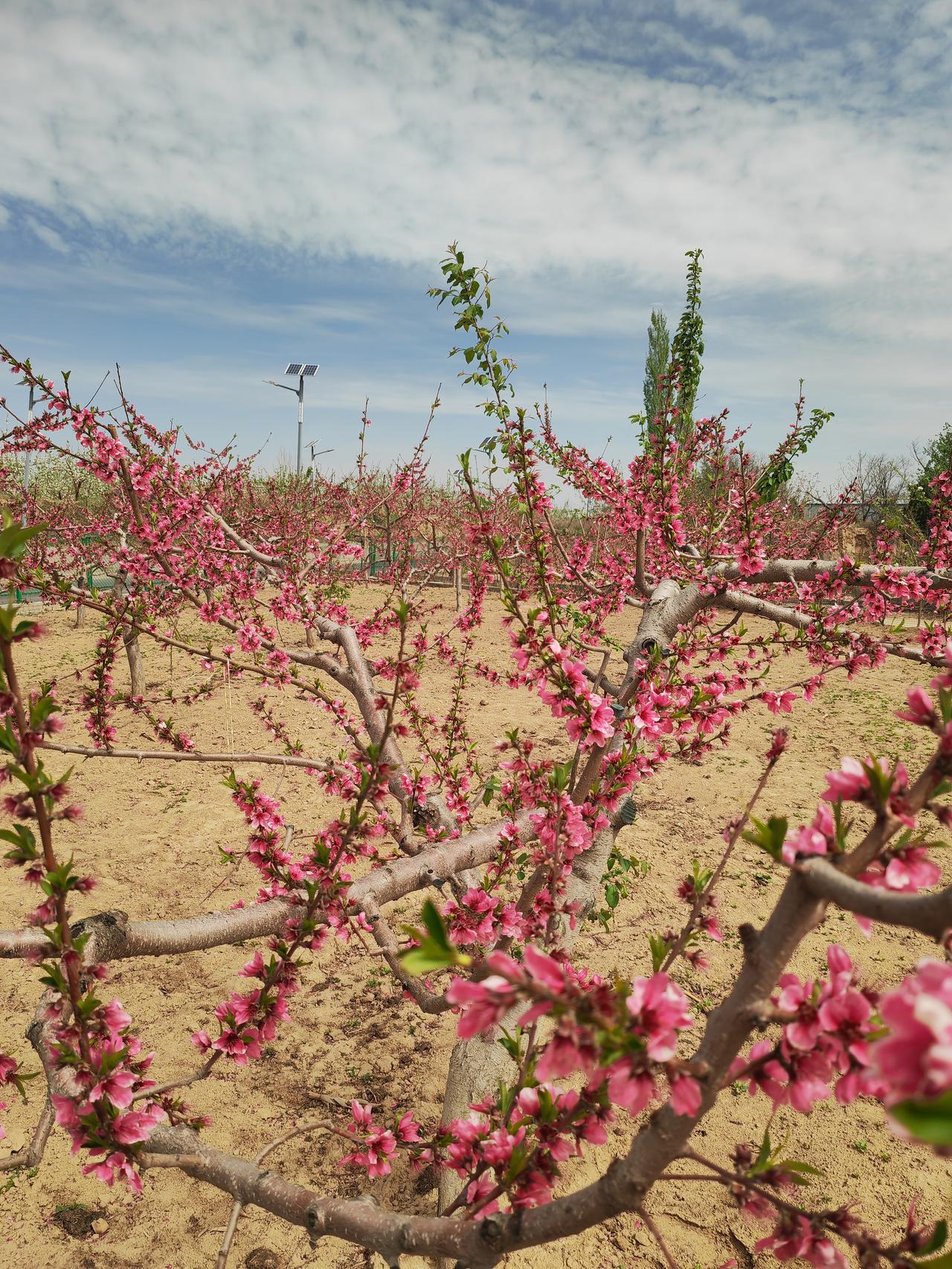 今年春天最想实现的心愿看看桃花
