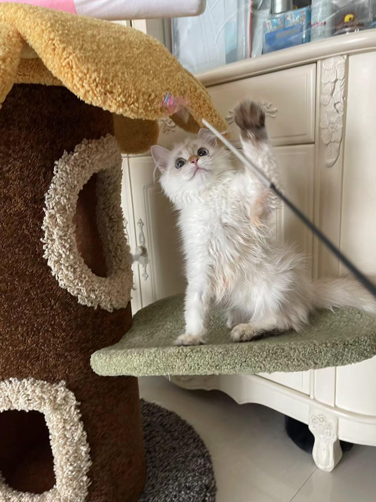 小墩墩也到家啦进门就踩奶呼噜美中不足，尿了一身 🤦🏼‍♀️到今天为止去新家的