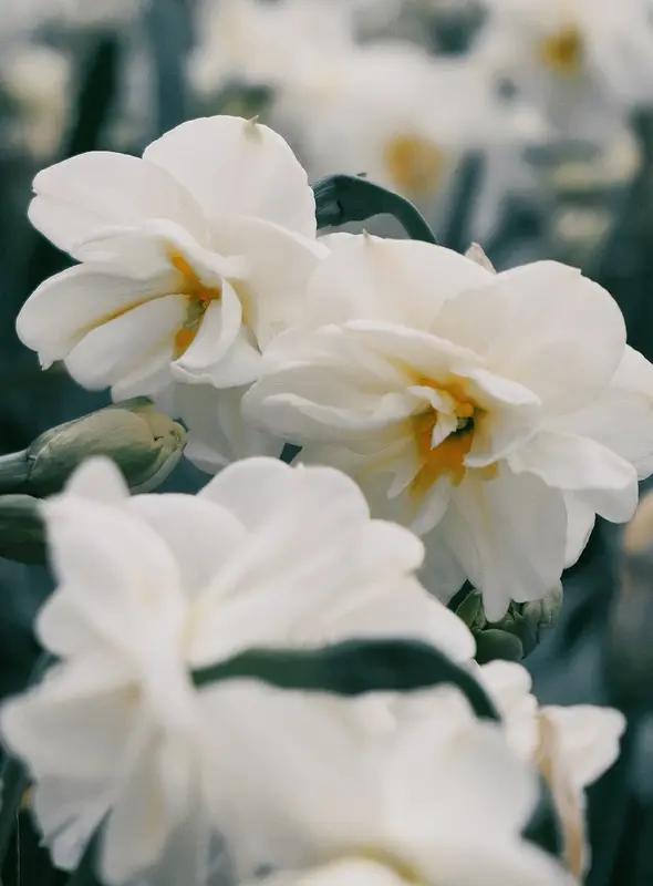 AI妙生图水仙花迎马年。