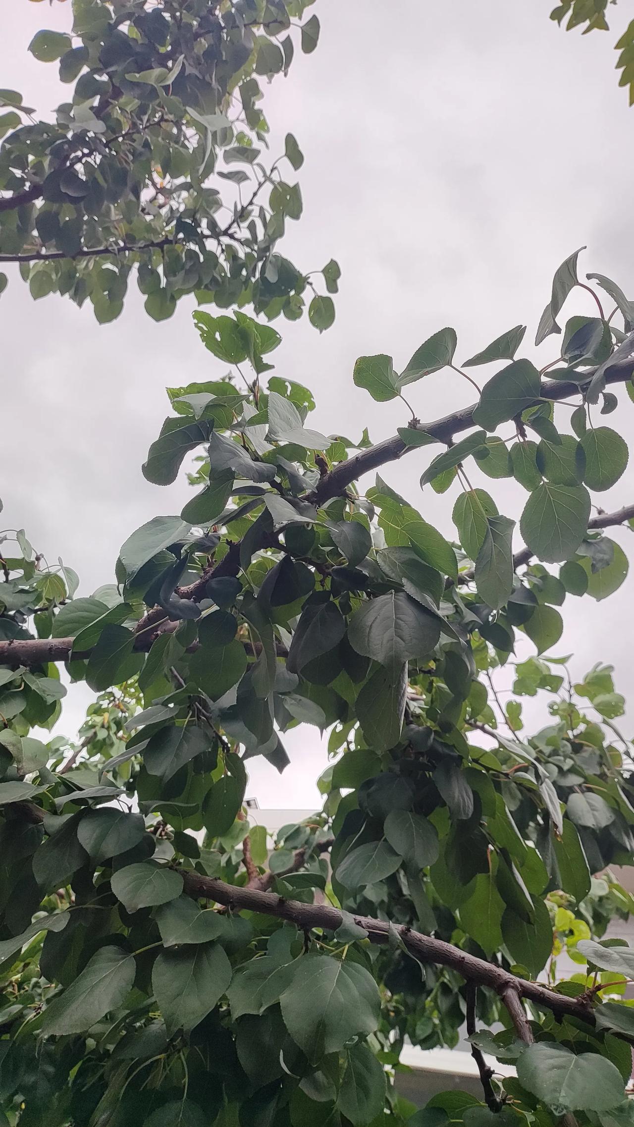 在这阴雨蒙蒙的日子里，气温骤降，仿佛在提醒着人们深秋即将离去，冬日的脚步渐渐临近