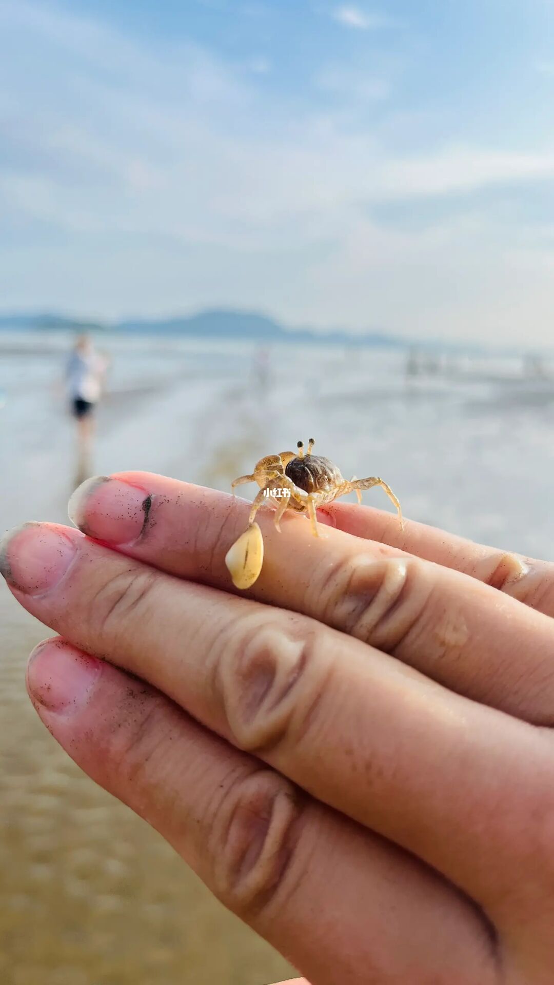 珠海免费赶海点A