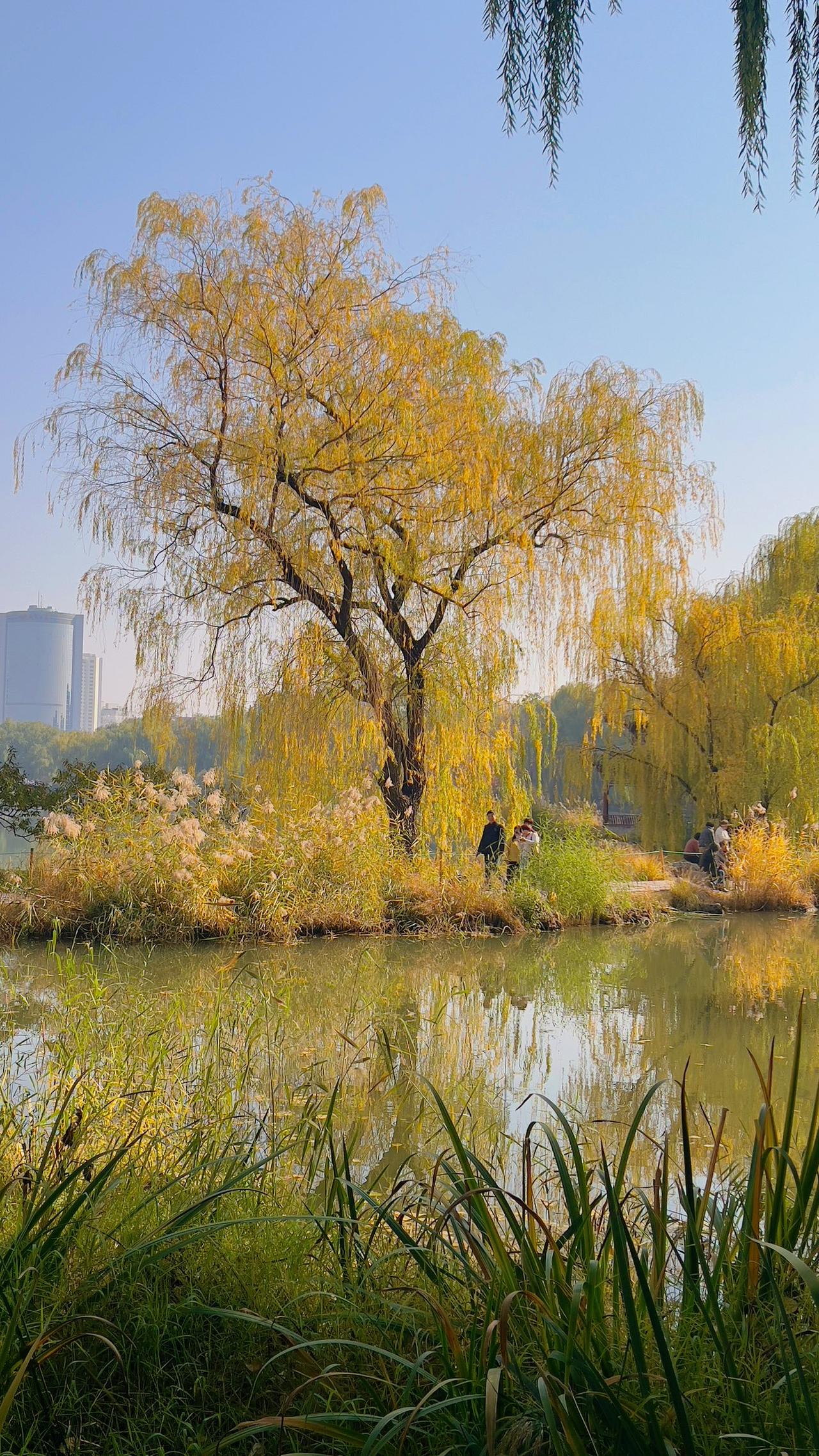 【原创】初冬北京紫竹院风光