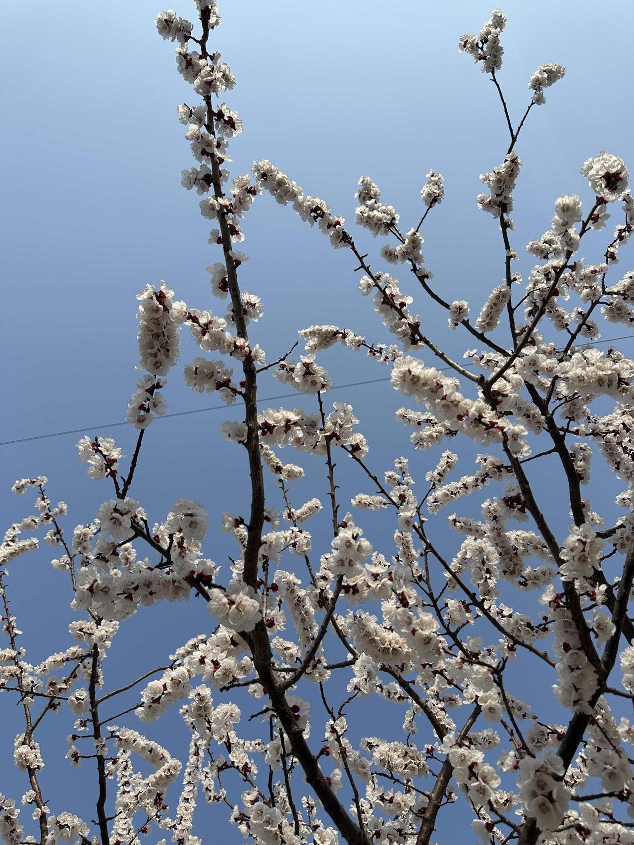 潍坊的杏花开的正艳！
下午出去遛弯，迎面而来的就是一树一树的杏花。
在风中招展着
