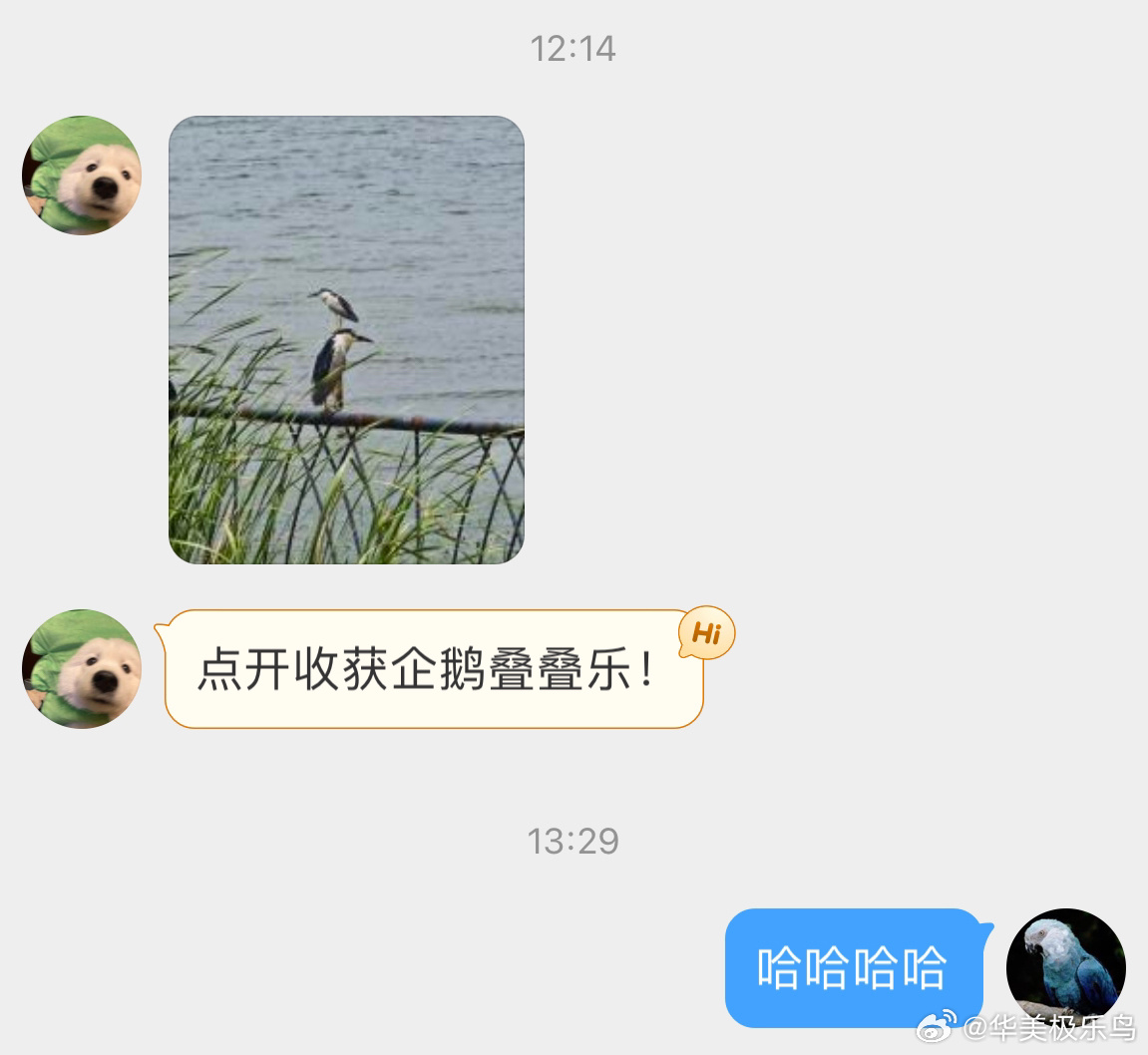 #鸟粉投稿# ？？？这什么错位图夜鹭叠叠乐！ ​​​