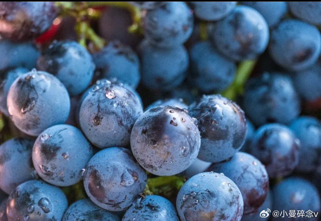 有天老母亲买了3盒蓝莓🫐，125g那种，兴奋的跟我说才5块钱一盒，说买的时候卖