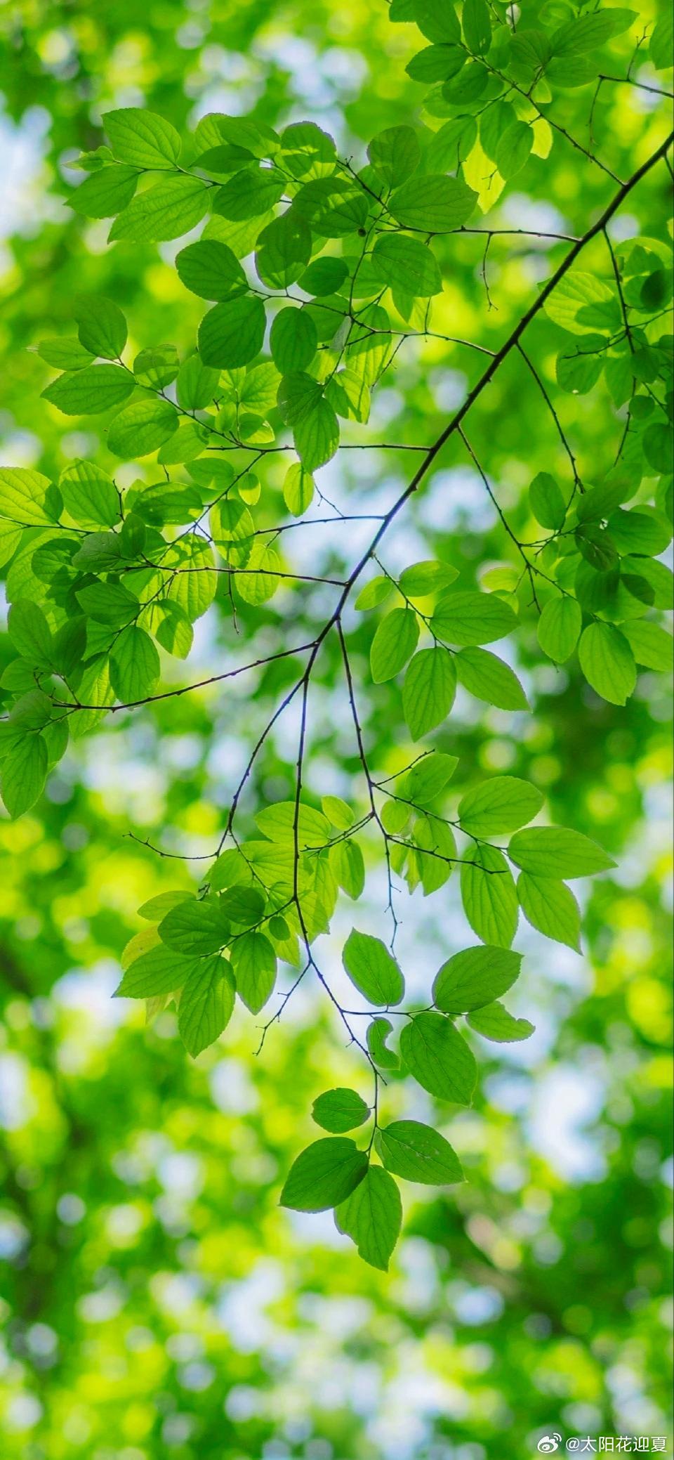 首夏犹清和，芳草亦未歇～寻美河南🍃寻美中国