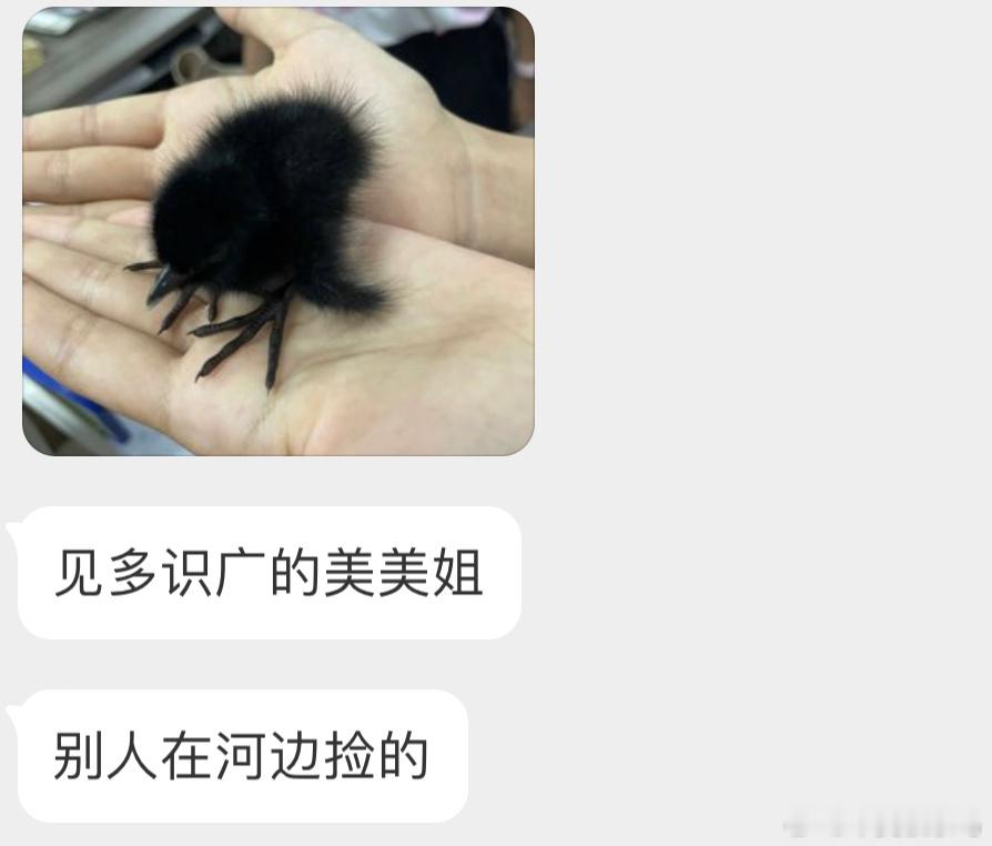 #鸟粉投稿# 秧鸡的幼鸟 像煤球～它们就在河边活动，白天要尽快放回原地鸟妈妈肯定
