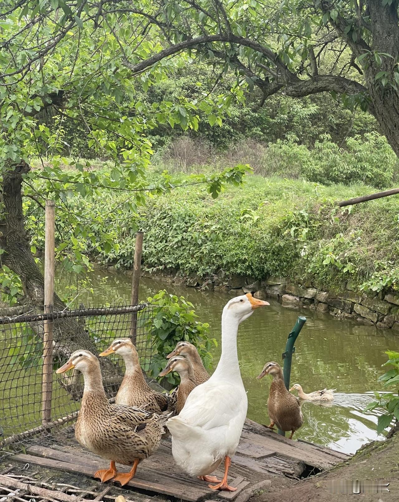 农村老话说“养鹅能防蛇”，是真的吗？
老辈人说养几只大白鹅在院子里，
蛇都得绕道