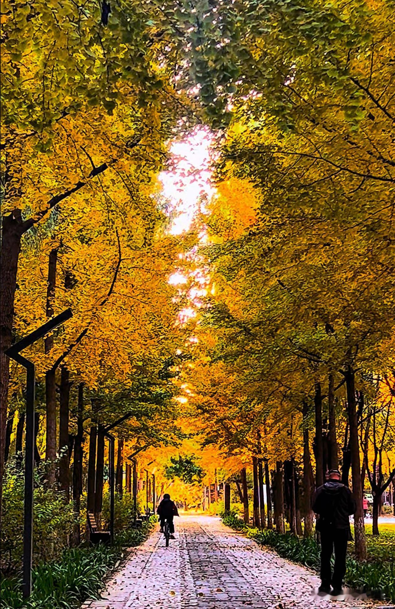 北京深秋的落叶