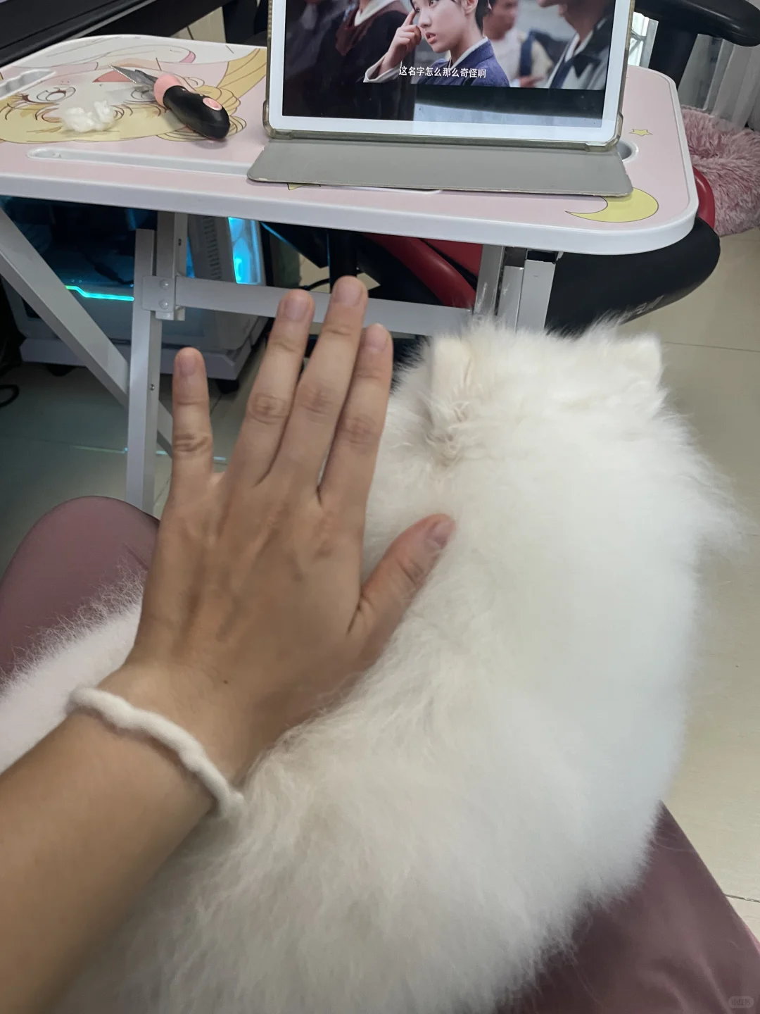 狗毛二次利用做成了狗毛手链