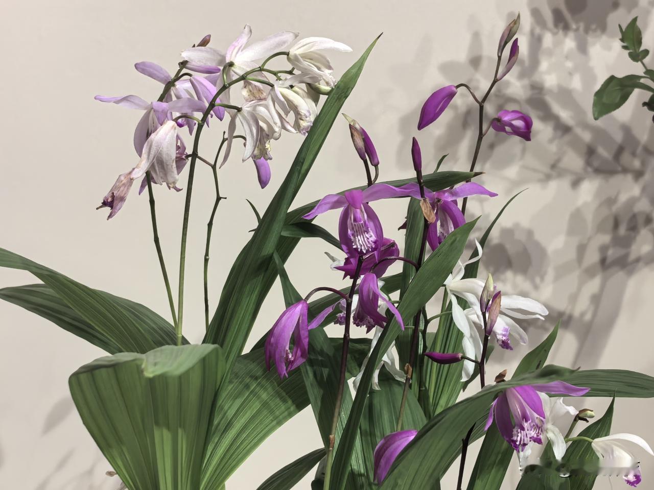 《生命树》中的人物——白椿、白芍、白菊、白芨，以不同的植物给人取名，以寓意生命之