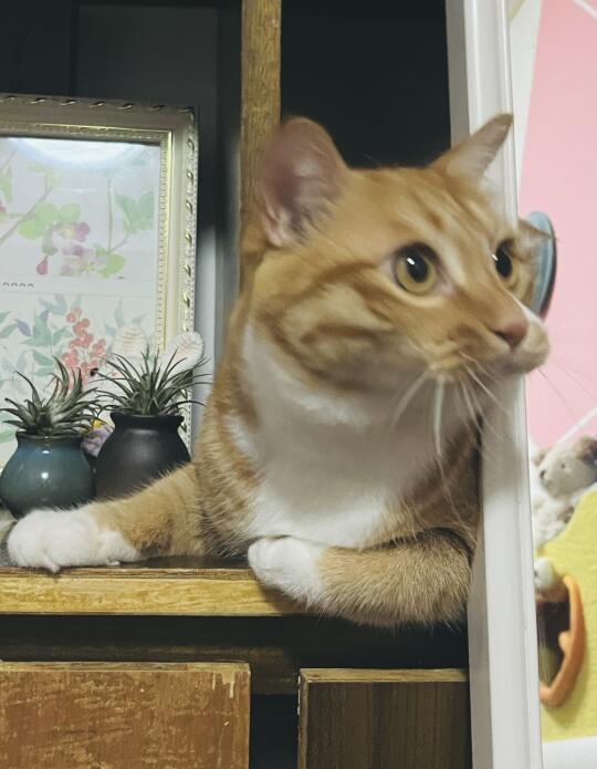超绝屎努嘴