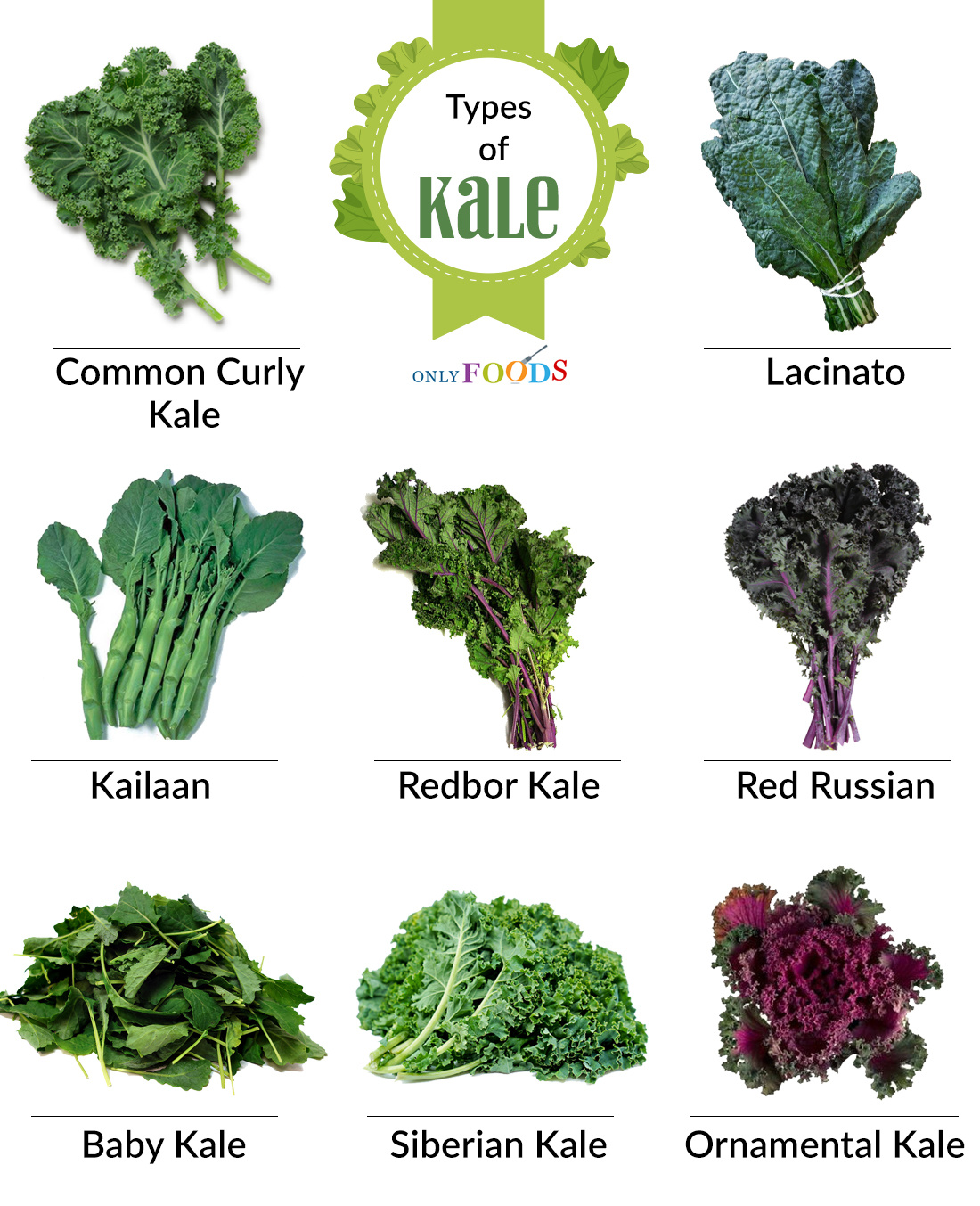 Kale，leaf cabbage，羽衣甘蓝，德语Grünkohl，日语ケール，