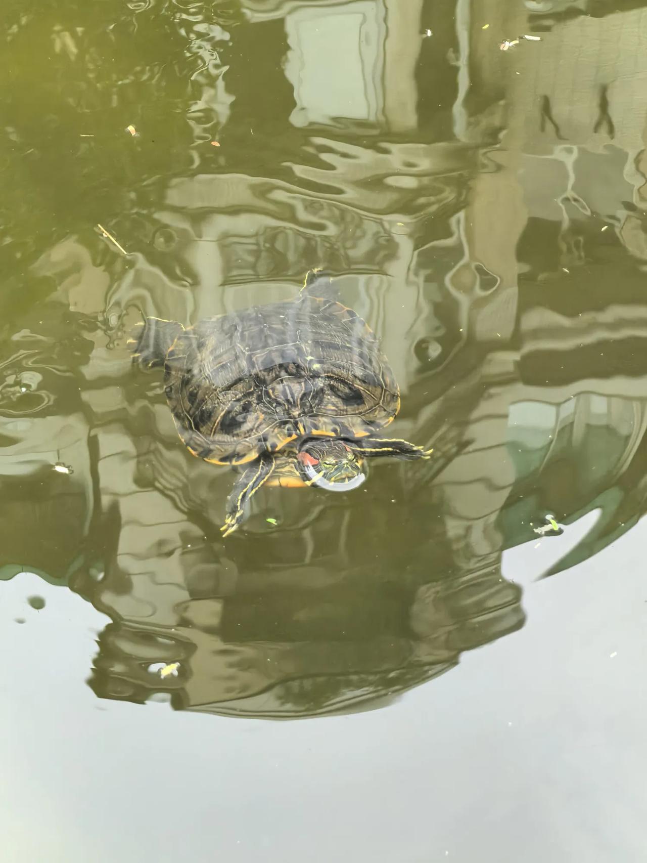 夏日生活打卡季