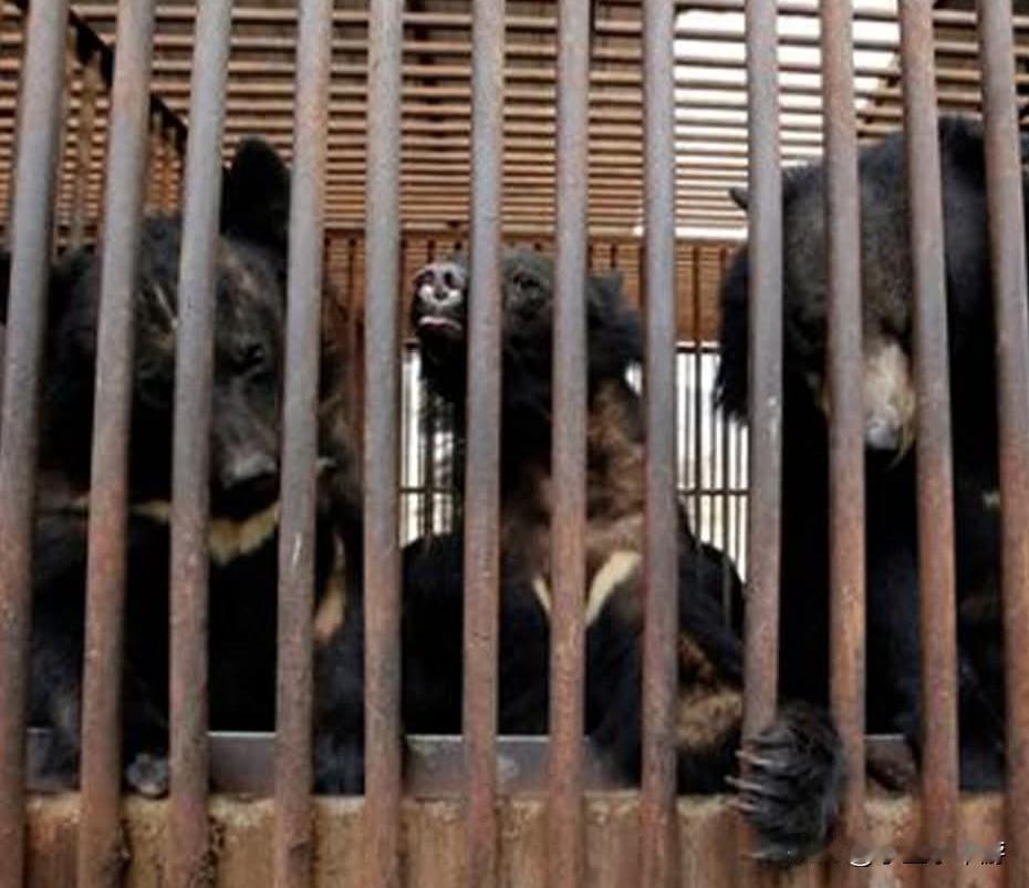 【韩国终结取熊胆黑暗历史 纳入保护法最高判刑5年】

据多家外媒综合报道，韩国气