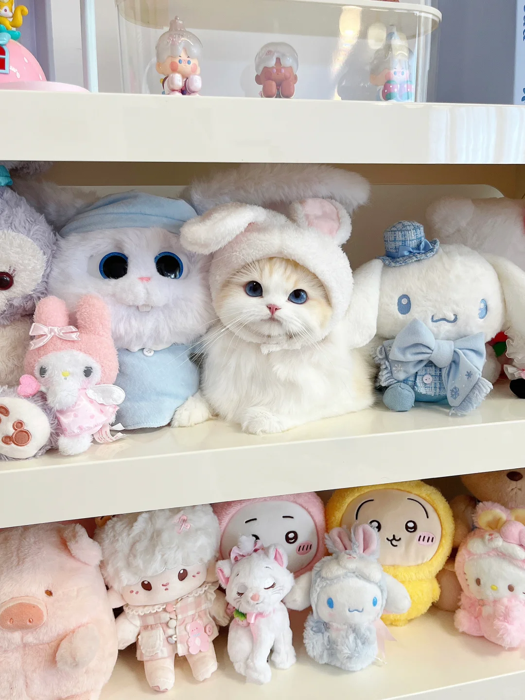 不让养猫的房东来查房 这样不会被发现吧？