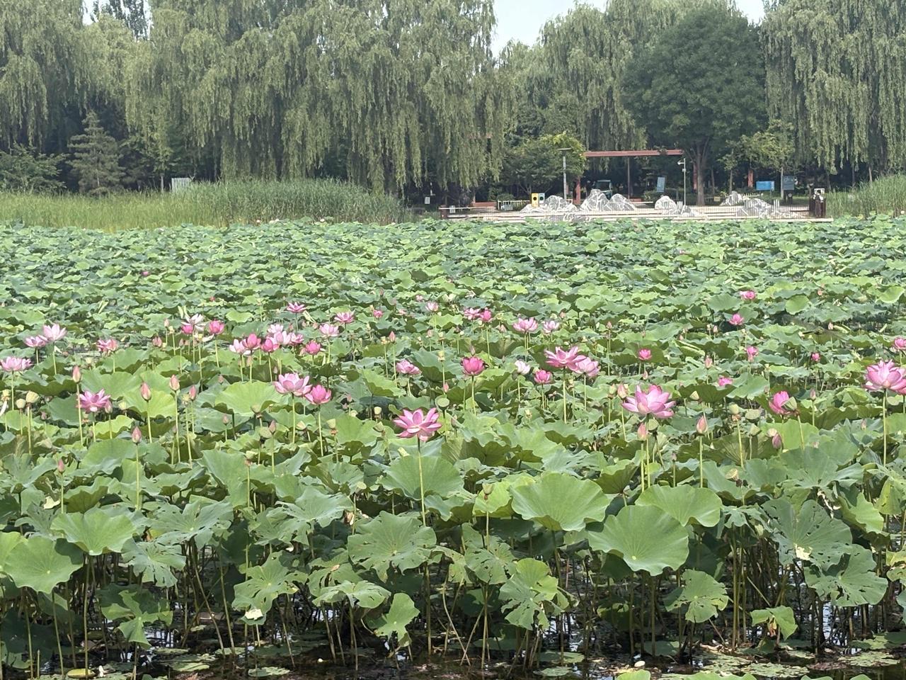 荷花淀